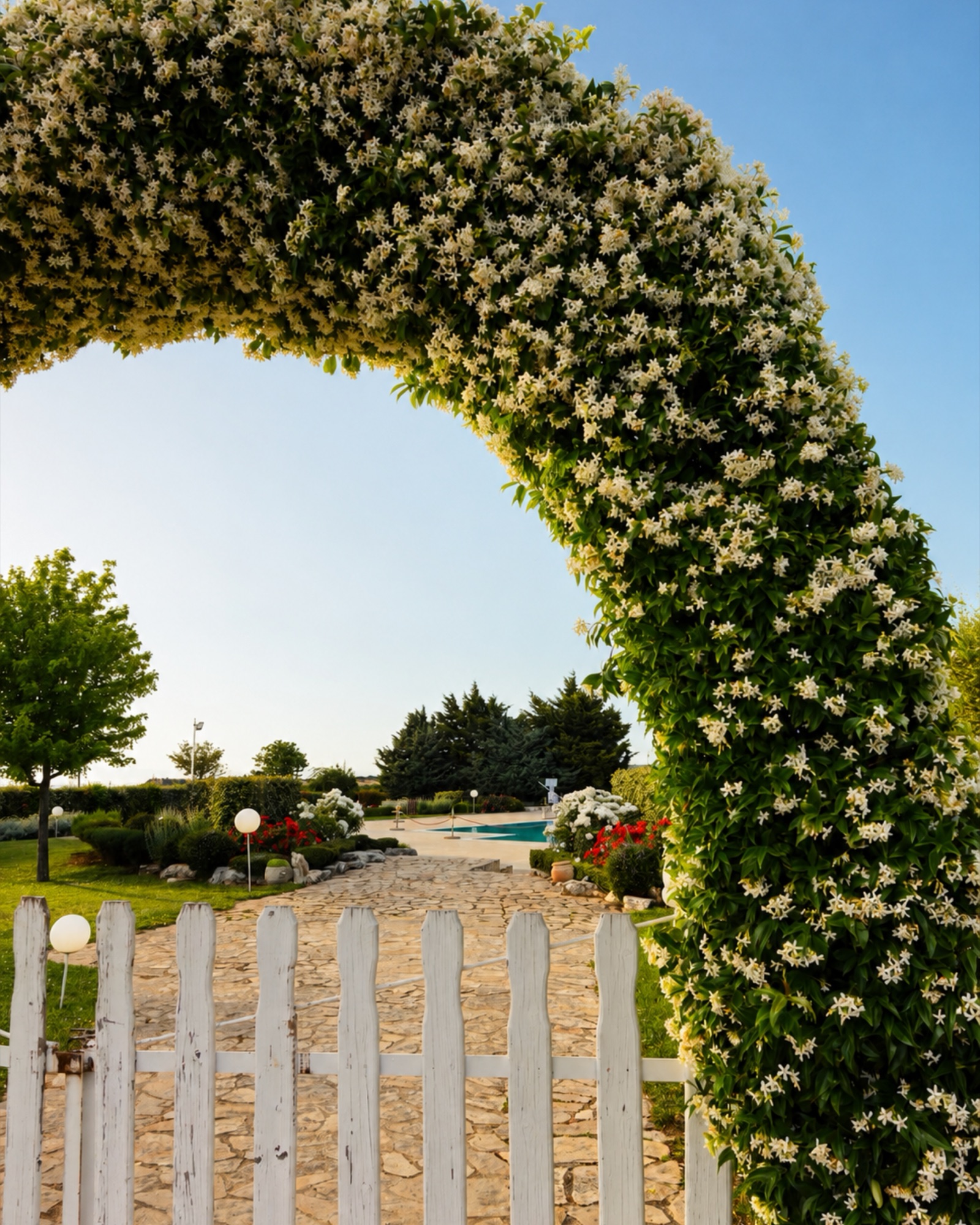 Arco di gelsomino in fiore nel giardino di Villa Belvedere
